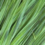 Bromus rubens Leaf