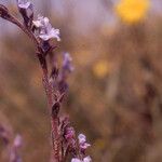 Echiochilon fruticosum Fiore