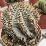 Euphorbia polygona Συνήθη χαρακτηριστικά