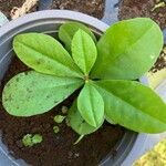 Talinum paniculatum Leaf