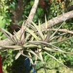 Tillandsia paucifolia 葉