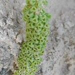 Reseda aucheri Fruit