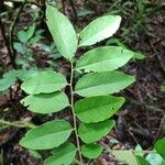 Dalbergia glomerata Leaf