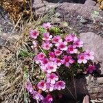 Androsace ciliata Blodyn