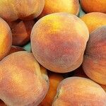 Prunus persica Fruto