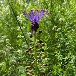 Muscari comosumFlower