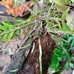 Dichaea panamensis 整株植物