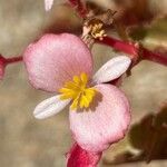 Begonia cucullataÇiçek