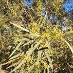 Searsia lancea Blatt