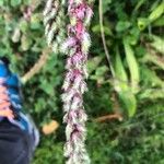 Amaranthus hybridus Bloem