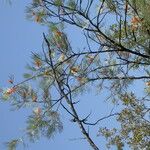 Grevillea pteridifolia Altro