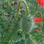 Papaver rhoeas چھال