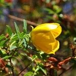 Hypericum lanceolatum Flower