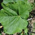 Dombeya acutangula Leaf