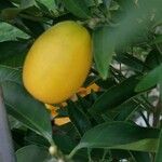 Citrus japonica फल