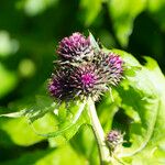 Cirsium alsophilum Flower