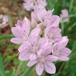 Allium unifolium Blüte