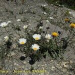 Leucanthemum pallens Habitat