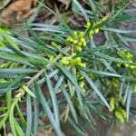 Podocarpus spinulosus Лист