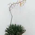 Aristaloe aristata 整株植物