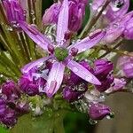Allium nigrum Květ