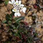 Iberis procumbens Natur