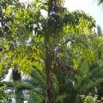 Caryota urens Leaf