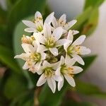 Nothoscordum borbonicum Flower