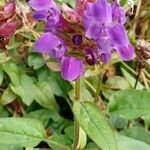 Prunella grandiflora Flower