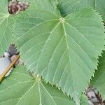 Tilia mandshurica Yaprak