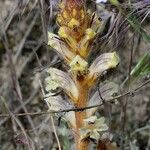 Orobanche artemisiae-campestris Flower