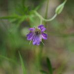 Geranium columbinum Kvet