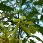 Tabernaemontana persicariifolia Fiore