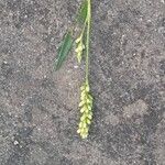 Persicaria maculosaFlower