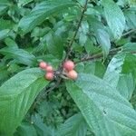 Frangula caroliniana Fruit