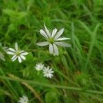 Stellaria graminea Цвят