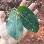 Hymenaea courbaril Leaf