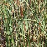 Typha latifolia برگ