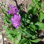 Scabiosa atropurpurea 花