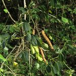 Senna bicapsularis Frucht