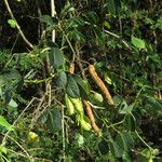 Senna bicapsularis Fruit