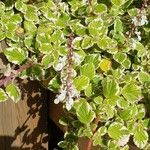 Plectranthus forsteri Blomst