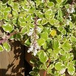 Plectranthus forsteri Квітка