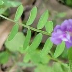 Vicia ludoviciana Hoja