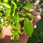 Poecilanthe parviflora Hoja
