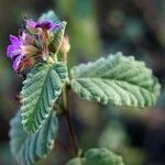 Melochia tomentosa Leaf