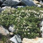 Salix helvetica Alkat (teljes növény)