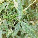 Trifolium squarrosum Leaf