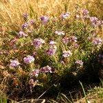 Verbena gooddingii Elinympäristö