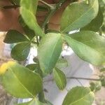 Citrus trifoliata Лист